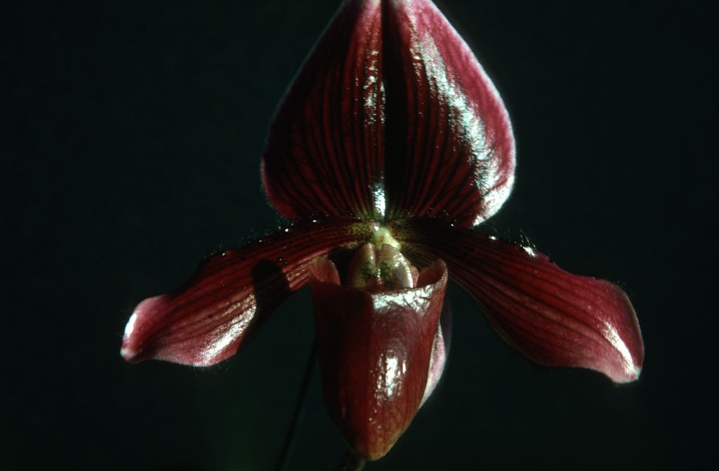 Paphiopedilum Sunset 'Alpha', September 1975, roll 197509P7 slide 5