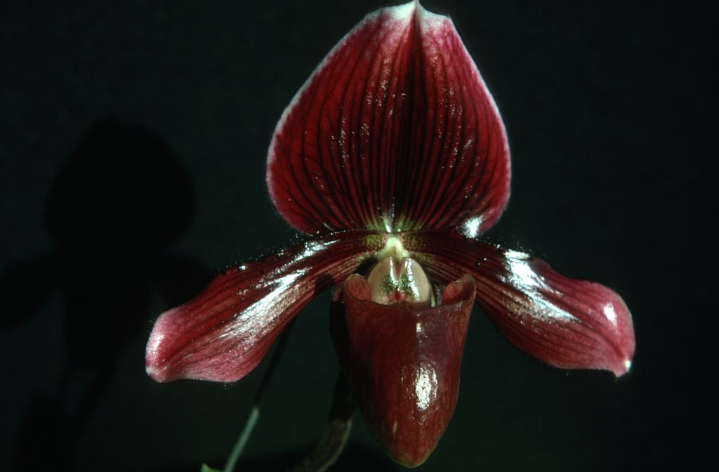 Paphiopedilum Sunset 'Alpha', September 1975, roll 197509P7 slide 6