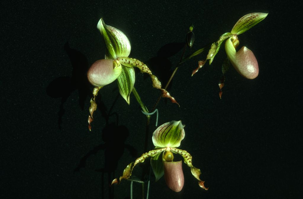 Paphiopedilum Stone Ground, September 1975, roll 197509P7 slide 7