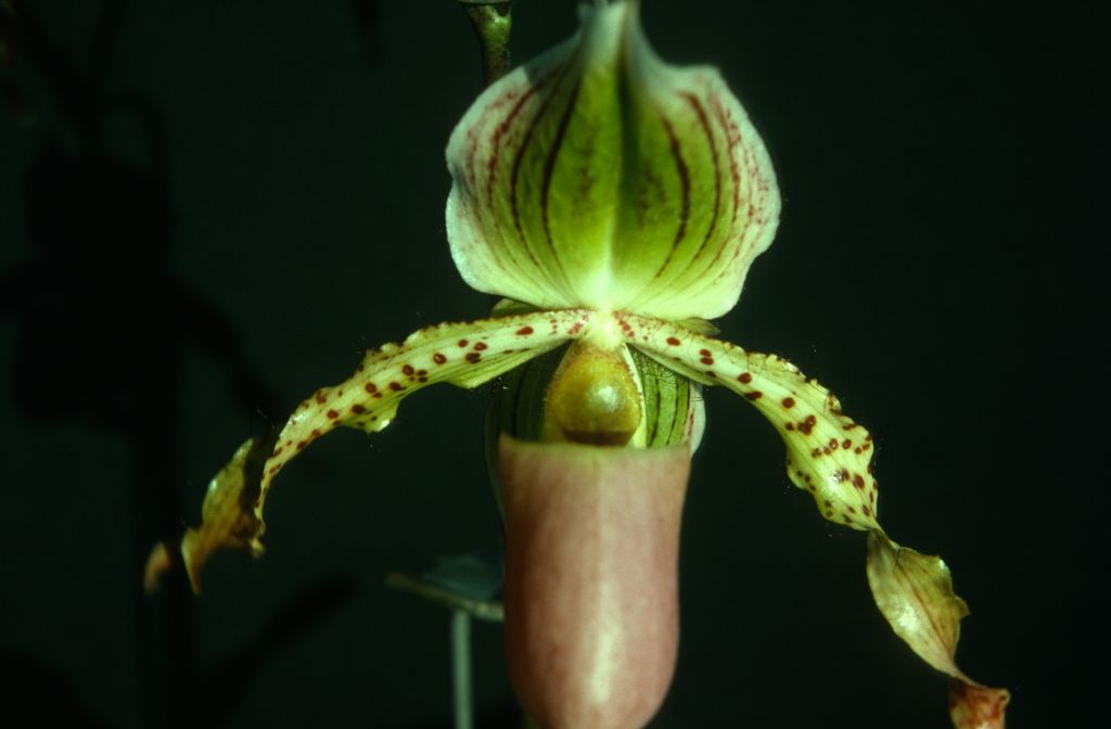 Paphiopedilum Stone Ground, September 1975, roll 197509P7 slide 8