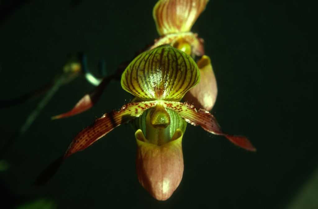 Paphiopedilum Shireen 'Island Song', September 1975, roll 197509P7 slide 9