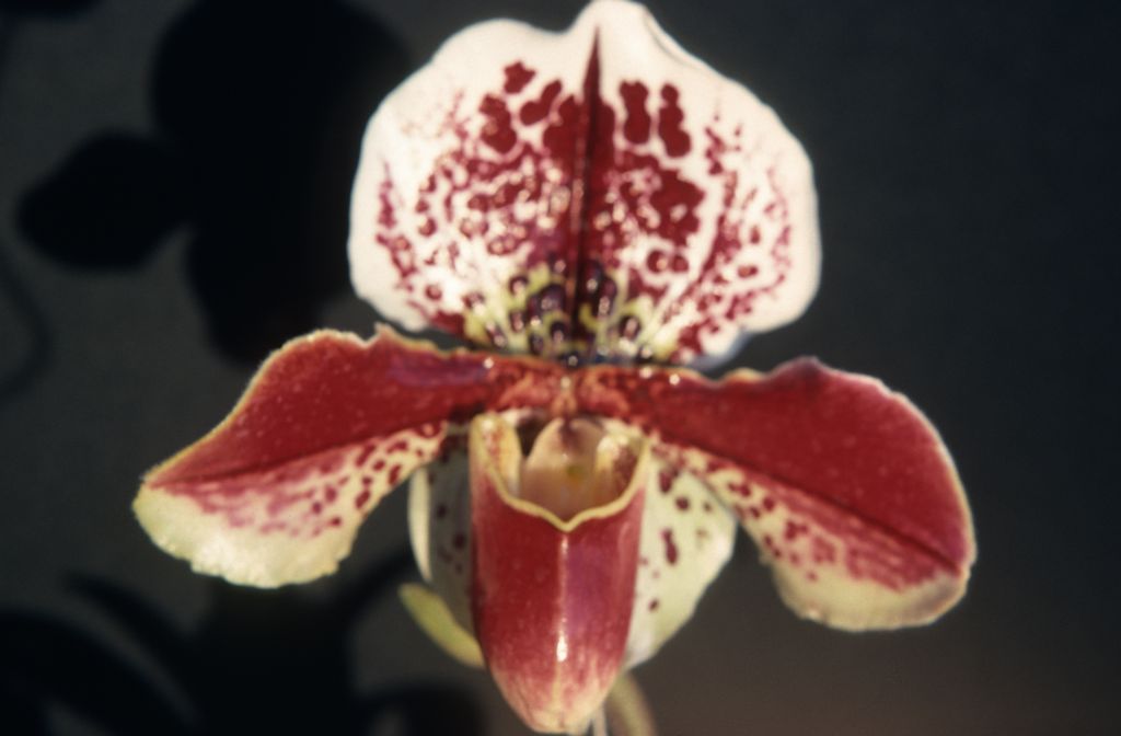 Paphiopedilum Spotter 'Dots Pretty', February 1976, roll 197602H12 slide 13