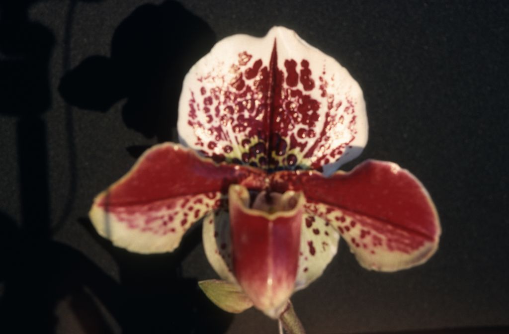 Paphiopedilum Spotter 'Dots Pretty', February 1976, roll 197602H12 slide 14