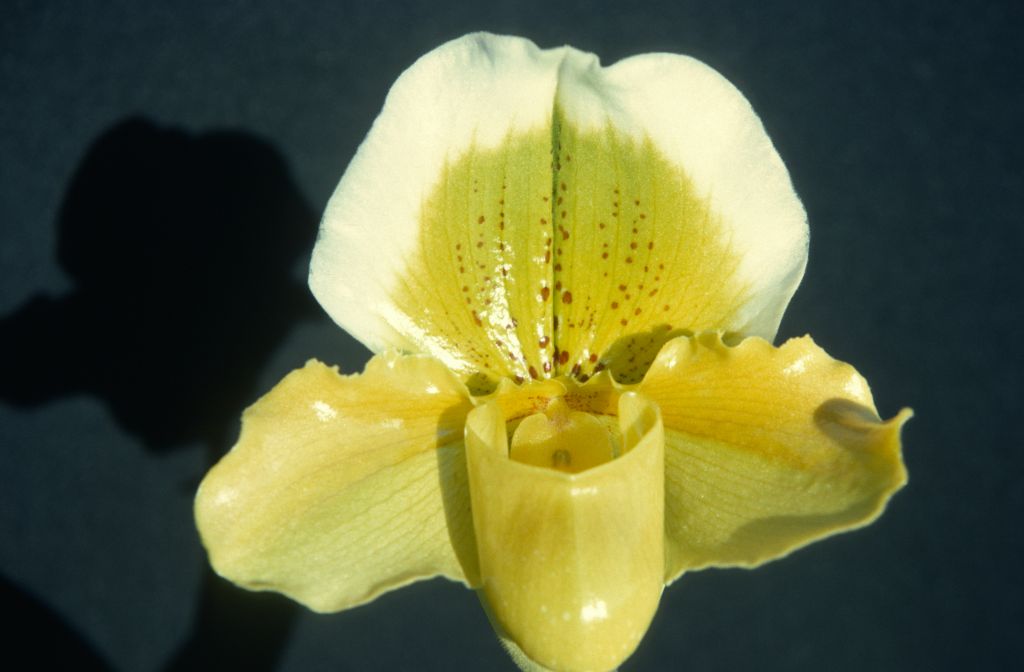 Paphiopedilum Spring Tree 'Carimo' HCC/AOS, February 1976, roll 197602H12 slide 17