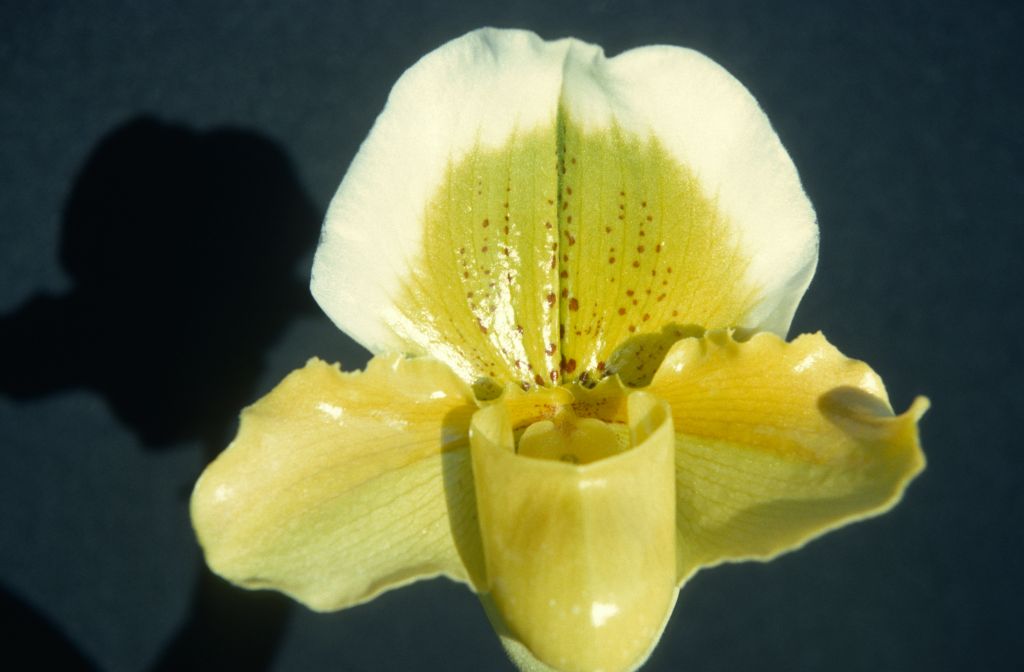 Paphiopedilum Spring Tree 'Carimo' HCC/AOS, February 1976, roll 197602H12 slide 18