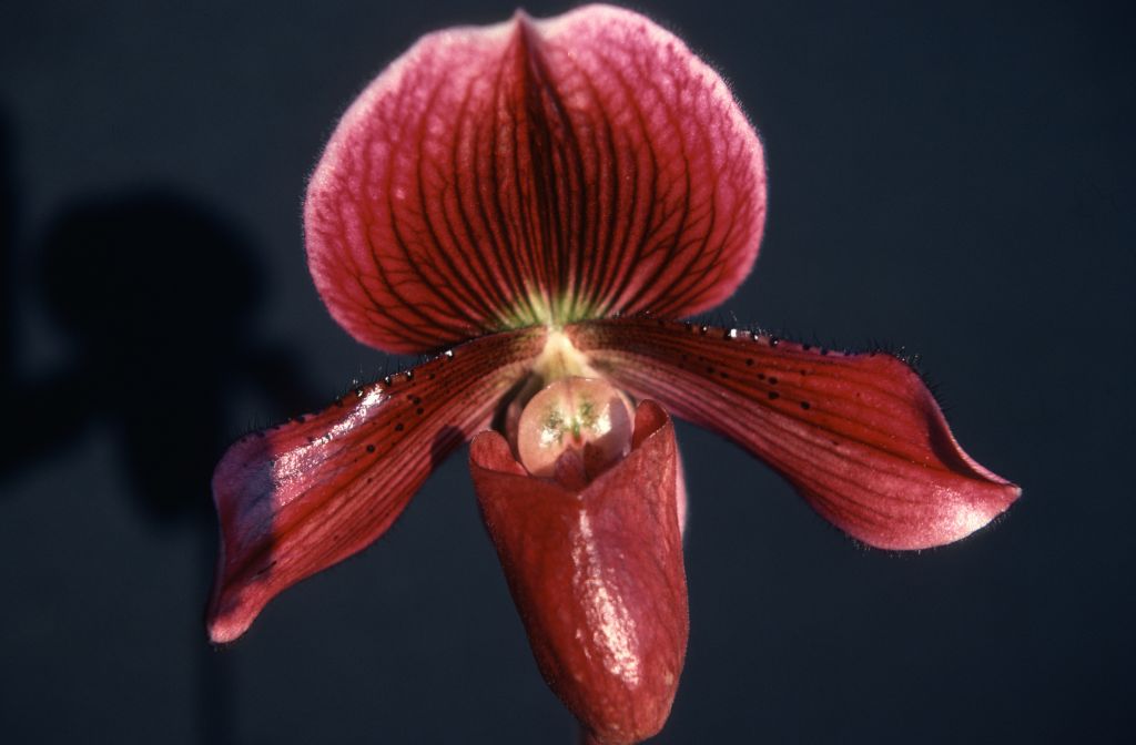 Paphiopedilum Sunset 'Alpha', August 1977, roll 197708H7black slide 8