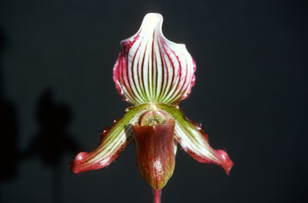 Paphiopedilum Streathamense, August 1977, roll 197708H7red slide 15