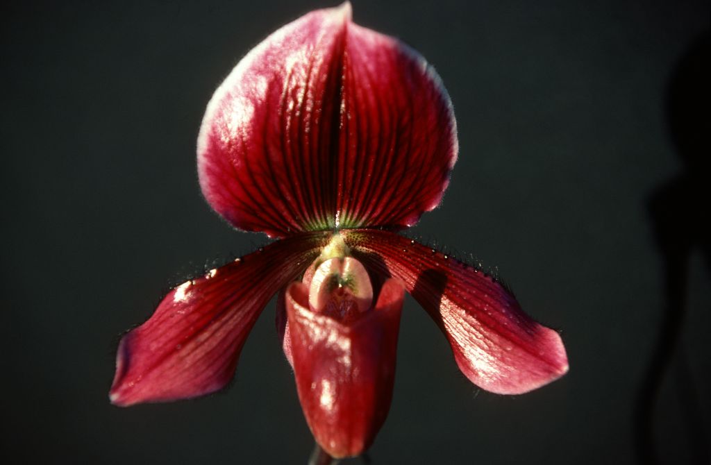 Paphiopedilum Sunset 'Alpha', December 1977, roll 197712H6 slide 5