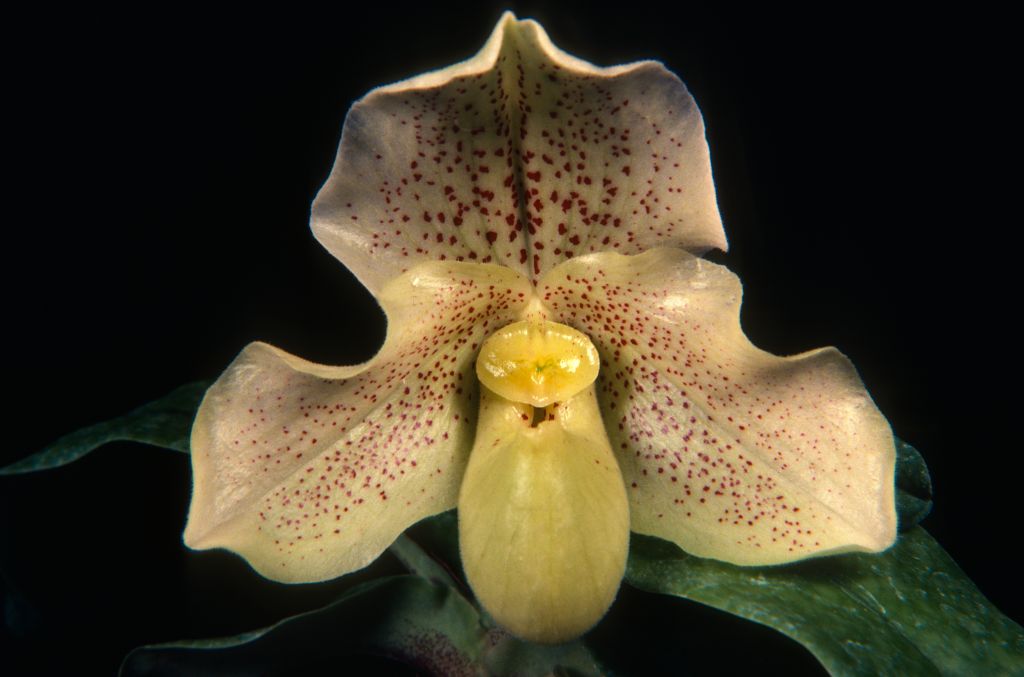Paphiopedilum Sir Ian 'Mayfair Manor', April 1983, roll 198304H6 slide 19