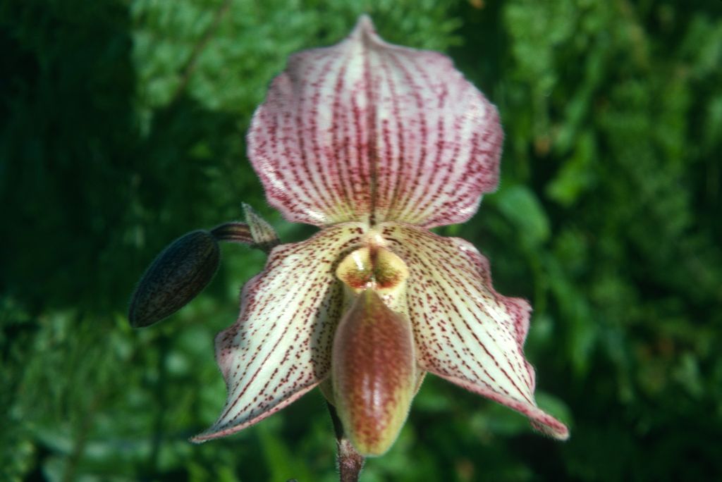 Paphiopedilum Soulageanum 'Carimo', Program 2 slide 28, December 1974, roll 197412H12 slide 18