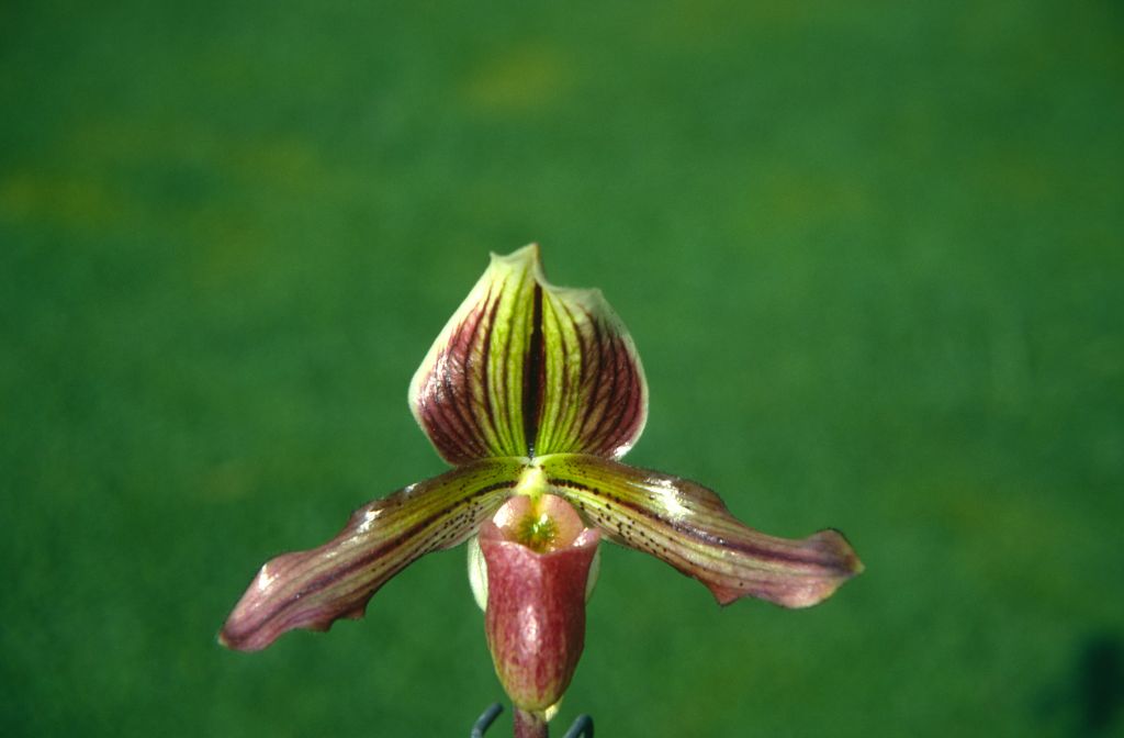 Paphiopedilum T. B. Haywood, October 1970, roll 197010H3 slide 11