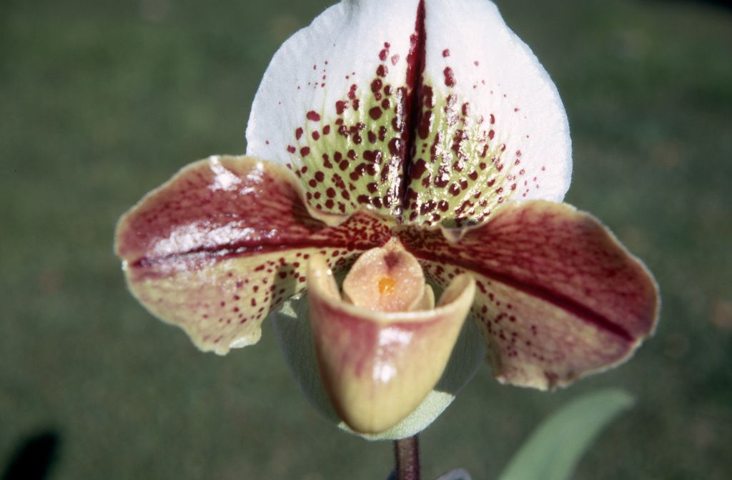 Paphiopedilum Thumbelisa, January 1971, roll 197101H4 slide 8