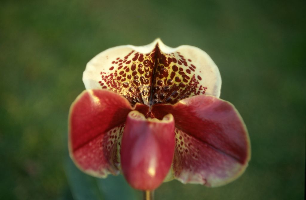 Paphiopedilum Thunder Bay 'Flash' AM/AOS (however, the actual awards are AM/ODC in 1961, BM/CSA in 1971, and HCC/AOS in 1978), February 1971, roll 197102H7 slide 20