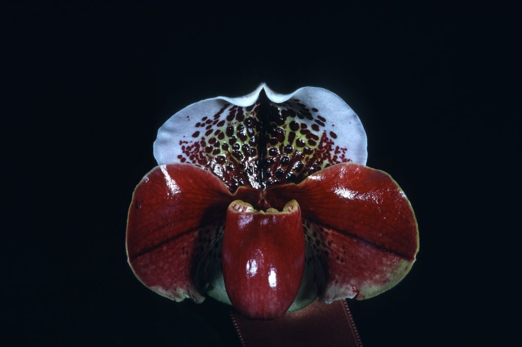 Paphiopedilum Thunder Bay 'Flash', March 1971, roll 197103H11 slide 24