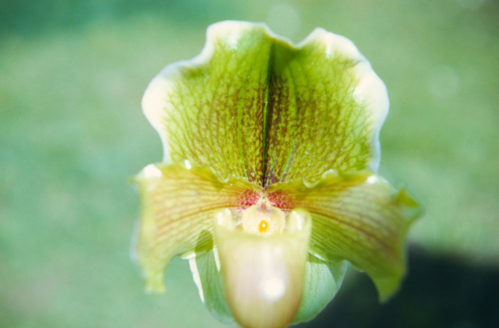 Paphiopedilum Tanya 'Sandalwood', March 1972, roll 197203H7 slide 11