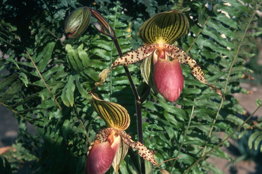 Paphiopedilum Transvaal 'Exotic', February 1975, roll 197502H12 slide 4