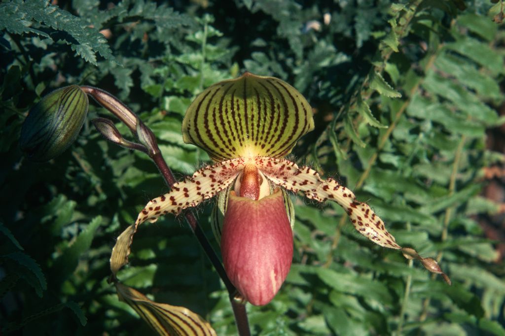 Paphiopedilum Transvaal 'Exotic', February 1975, roll 197502H12 slide 5