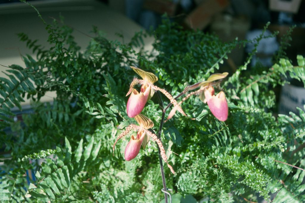 Paphiopedilum Transvaal, April 1975, roll 197504H12 slide 3