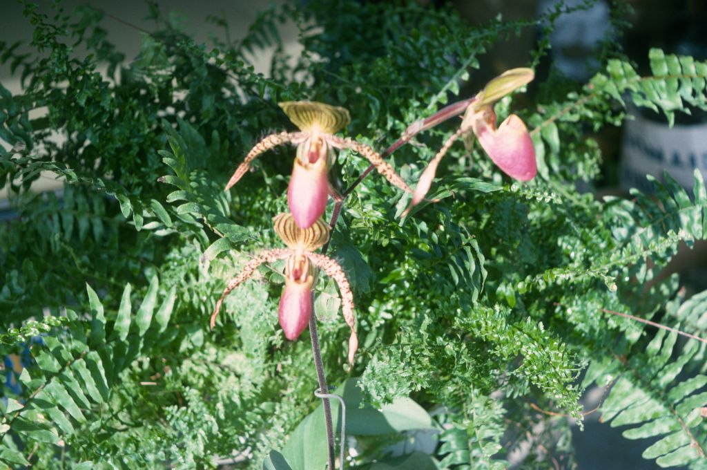 Paphiopedilum Transvaal, April 1975, roll 197504H12 slide 4