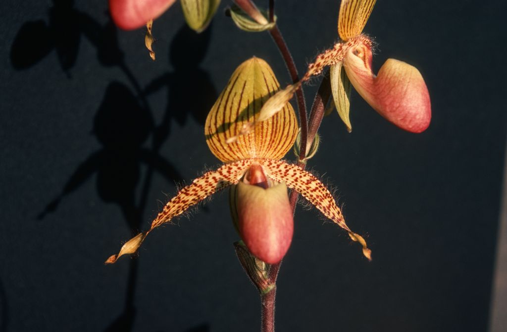 Paphiopedilum Transvaal 'Praetoria', August 1977, roll 197708H7black slide 10