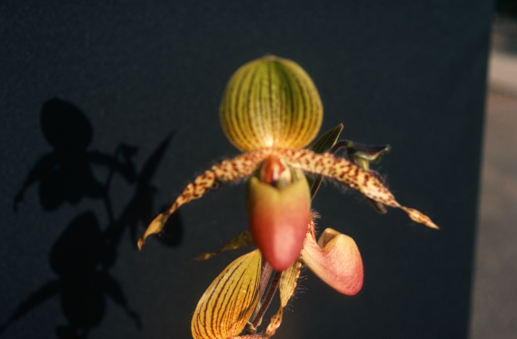 Paphiopedilum Transvaal 'Praetoria', August 1977, roll 197708H7black slide 11