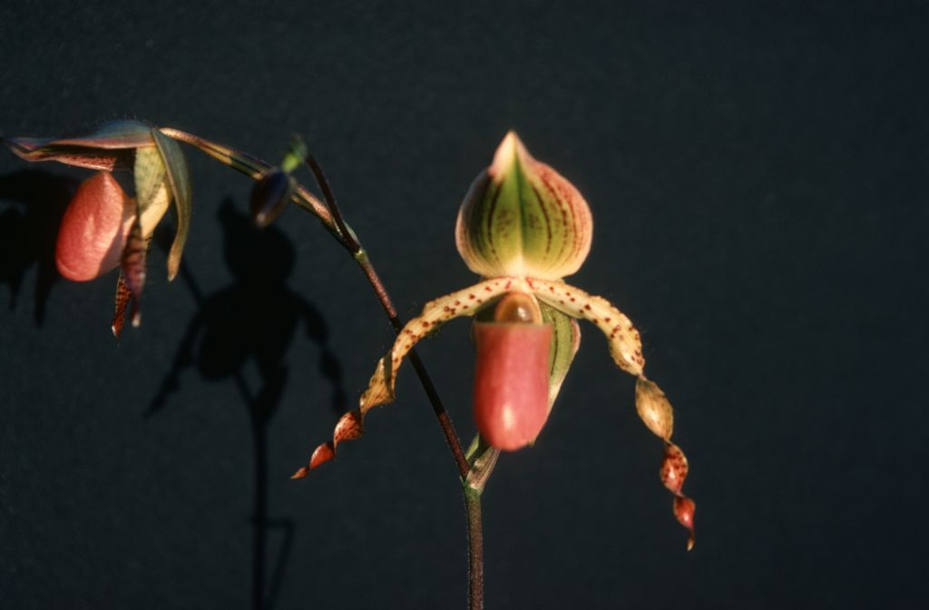 Paphiopedilum Transvaal 'Praetoria', August 1977, roll 197708H7black slide 12