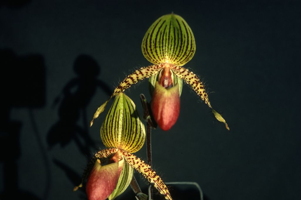 Paphiopedilum Transvaal 'Praetoria', December 1978, roll 197812H5 slide 16