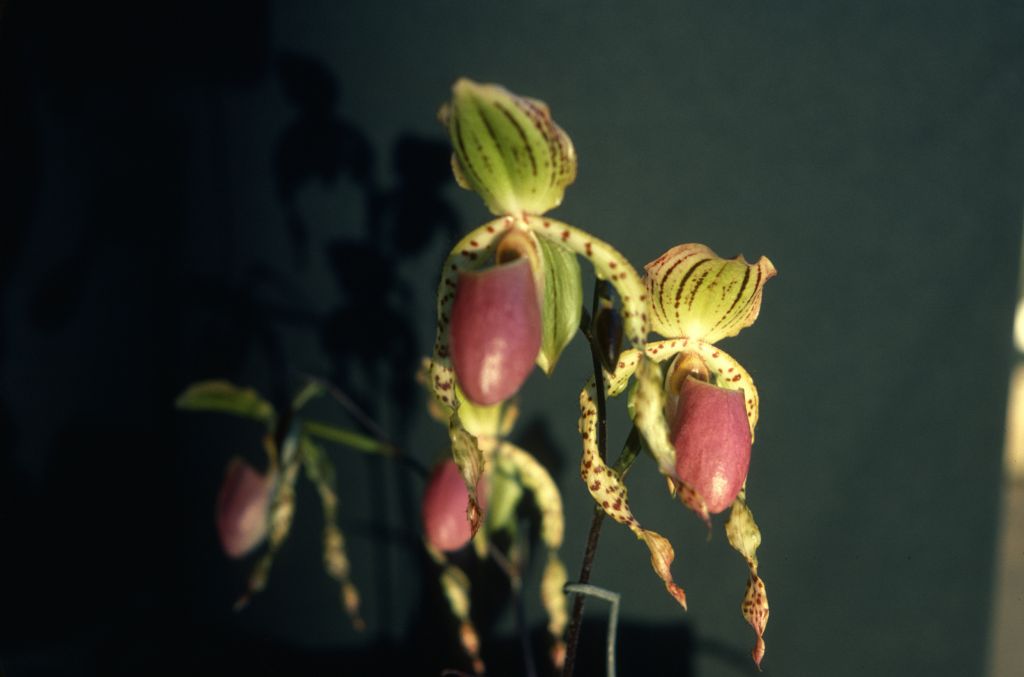 Paphiopedilum Transvaal 'Praetoria', December 1978, roll 197812H5 slide 17
