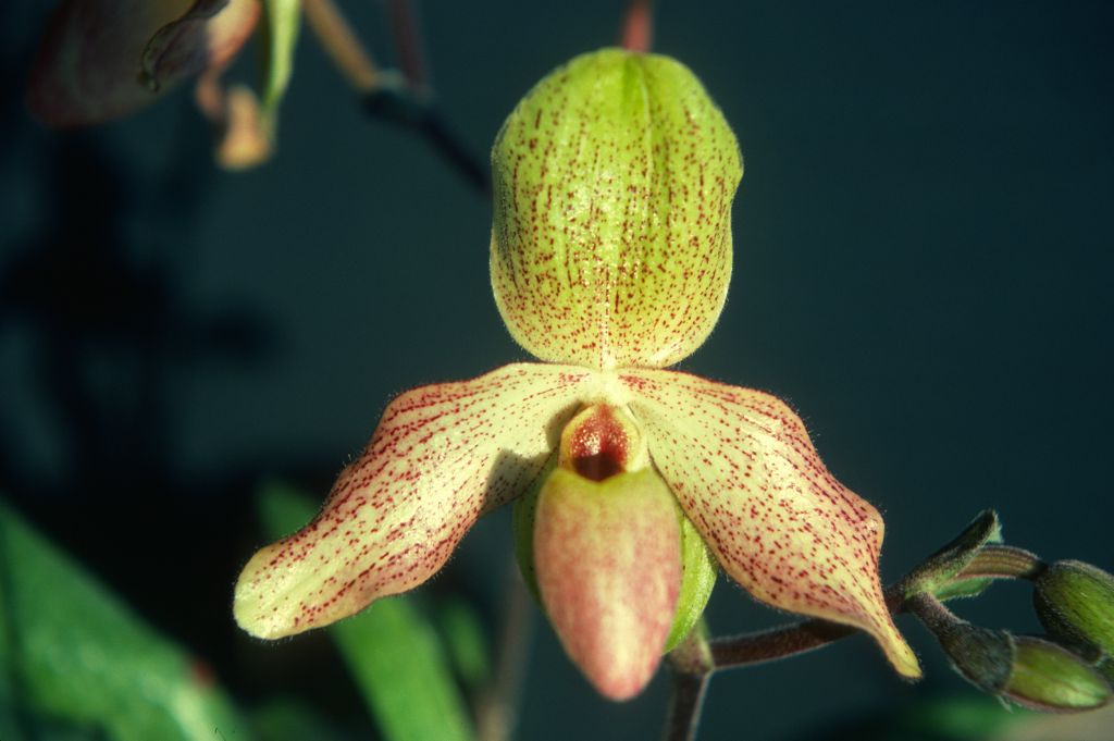 Paphiopedilum Tinicum 'Carimo Charm', December 1978, roll 197812H5 slide 2