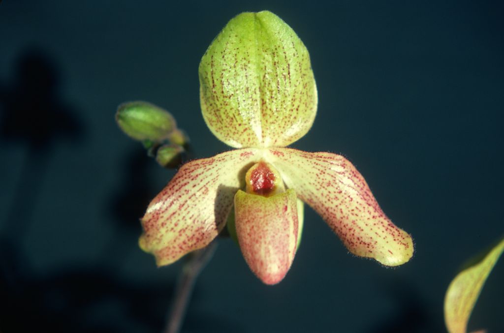 Paphiopedilum Tinicum 'Carimo Charm', December 1978, roll 197812H5 slide 3