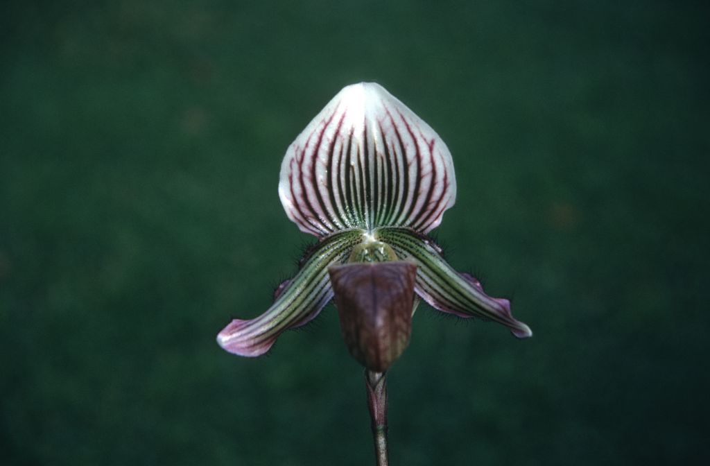 Paphiopedilum vexillarium, December 1970, roll 197012H7 slide 14