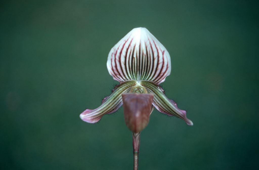 Paphiopedilum vexillarium, December 1970, roll 197012H7 slide 15