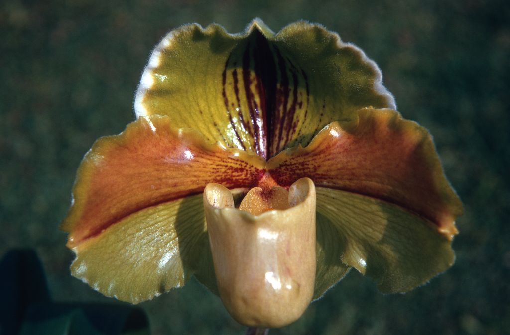 Paphiopedilum Via Naranja 'Golden Helmet', March 1971, roll 197103H7 slide 6