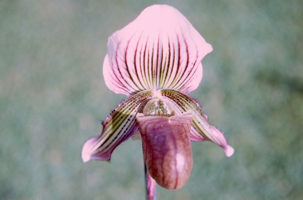 Paphiopedilum vexillarium, December 1971, roll 197112H4 slide 14