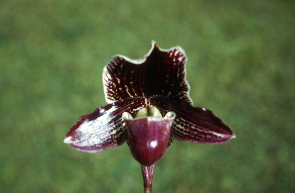 Paphiopedilum Varvara, February 1972, roll 197202H2 slide 4