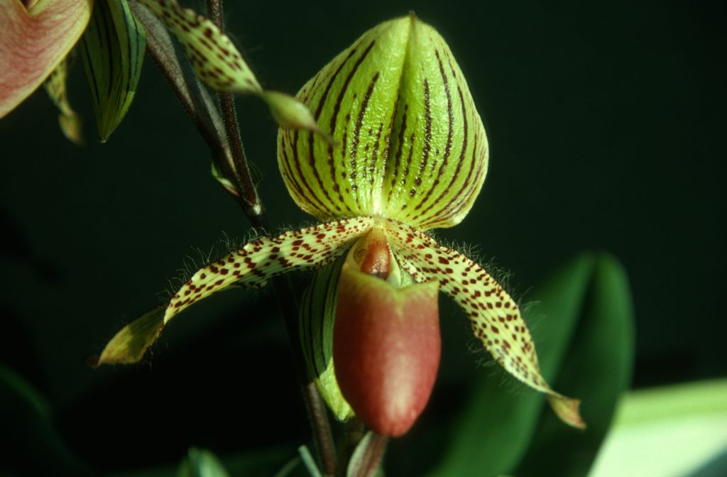 Paphiopedilum Vanguard 'Carimo', September 1975, roll 197509P7 slide 20