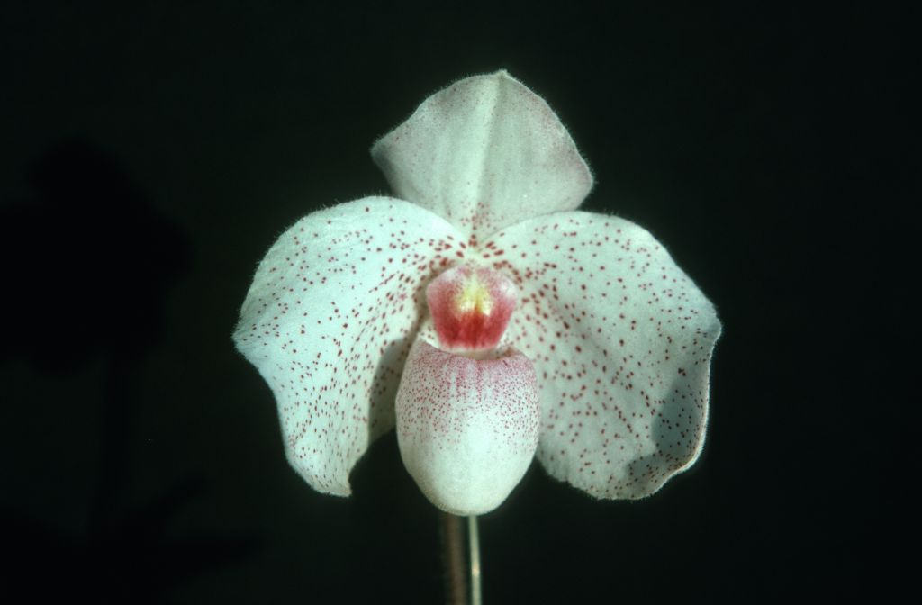 Paphiopedilum Vanda M. Pearman 'Lucky Pink', September 1975, roll 197509P7 slide 3