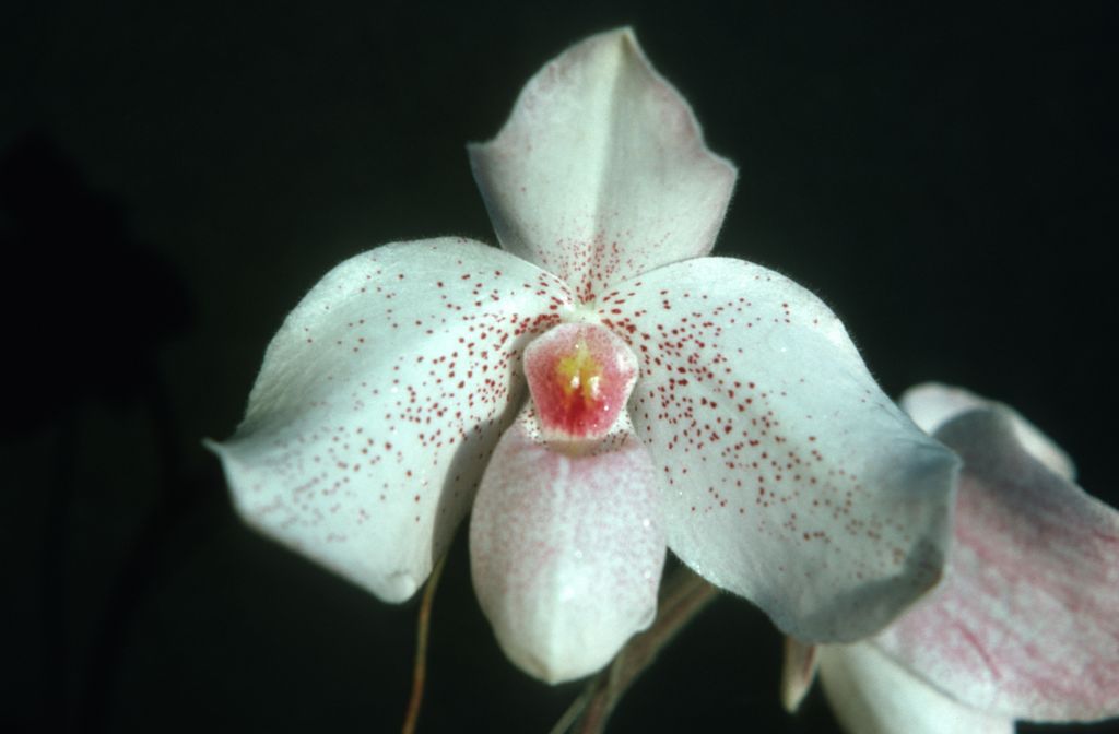 Paphiopedilum Vanda M. Pearman Freckles Pink', September 1975, roll 197509P7 slide 4