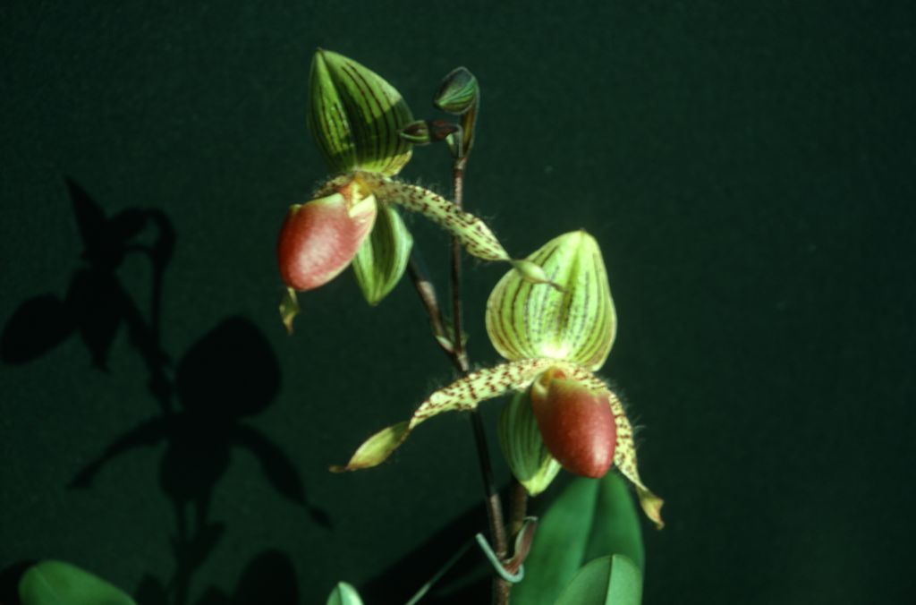 Paphiopedilum Vanguard 'Carimo', September 1975, roll 197509Pembossed slide 18