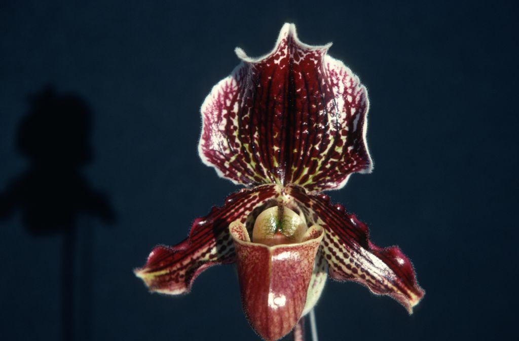 Paphiopedilum Varvara 'Penn Valley', February 1976, roll 197602H12 slide 3