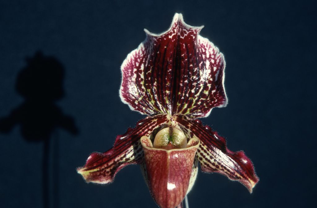 Paphiopedilum Varvara 'Penn Valley', February 1976, roll 197602H12 slide 4
