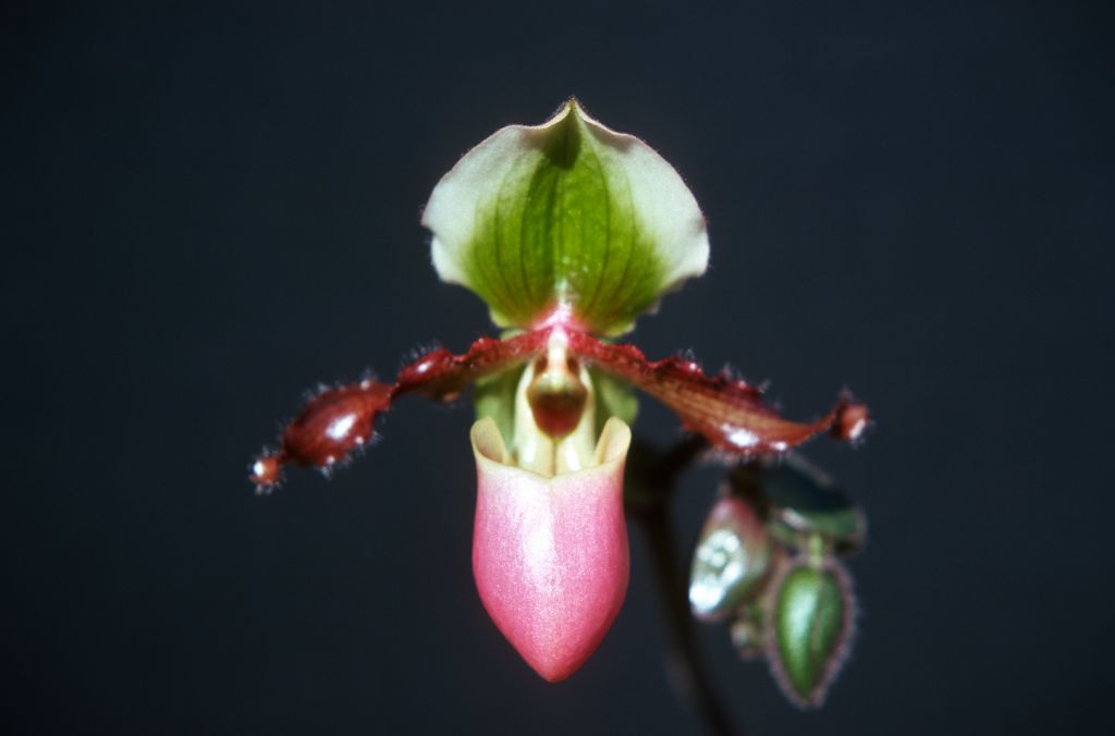 Paphiopedilum Vedanta, May 1977, roll 197705H2black70 slide 17