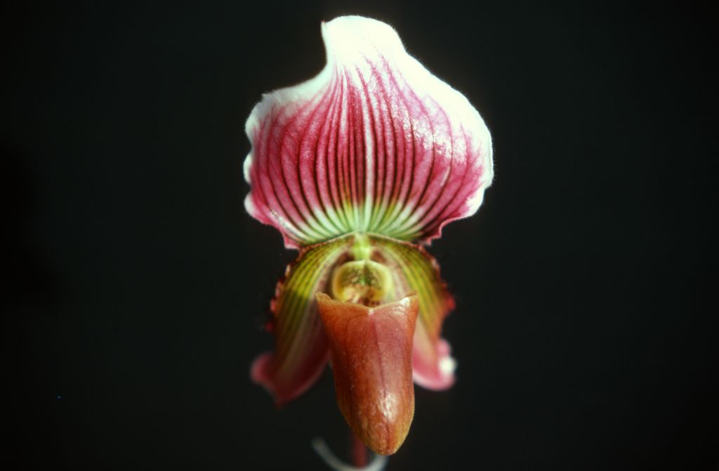 Paphiopedilum vexillarium 'Carimo', October 1977, roll 197710H6 slide 12