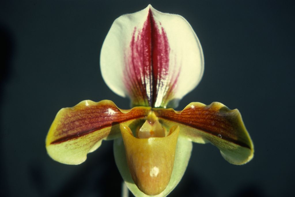 Paphiopedilum Viking, December 1978, roll 197812H5 slide 9