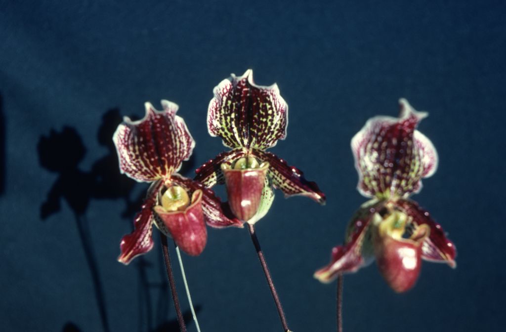 Paphiopedilum Varvara 'Penn Valley', December 1978, roll 197812H9 slide 11