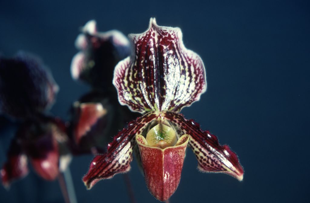 Paphiopedilum Varvara 'Penn Valley', December 1978, roll 197812H9 slide 12