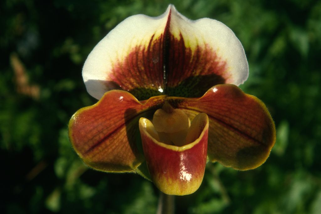 Paphiopedilum Via Tierra Linda, Program 2 slide 35, December 1974, roll 197412H12 slide 31