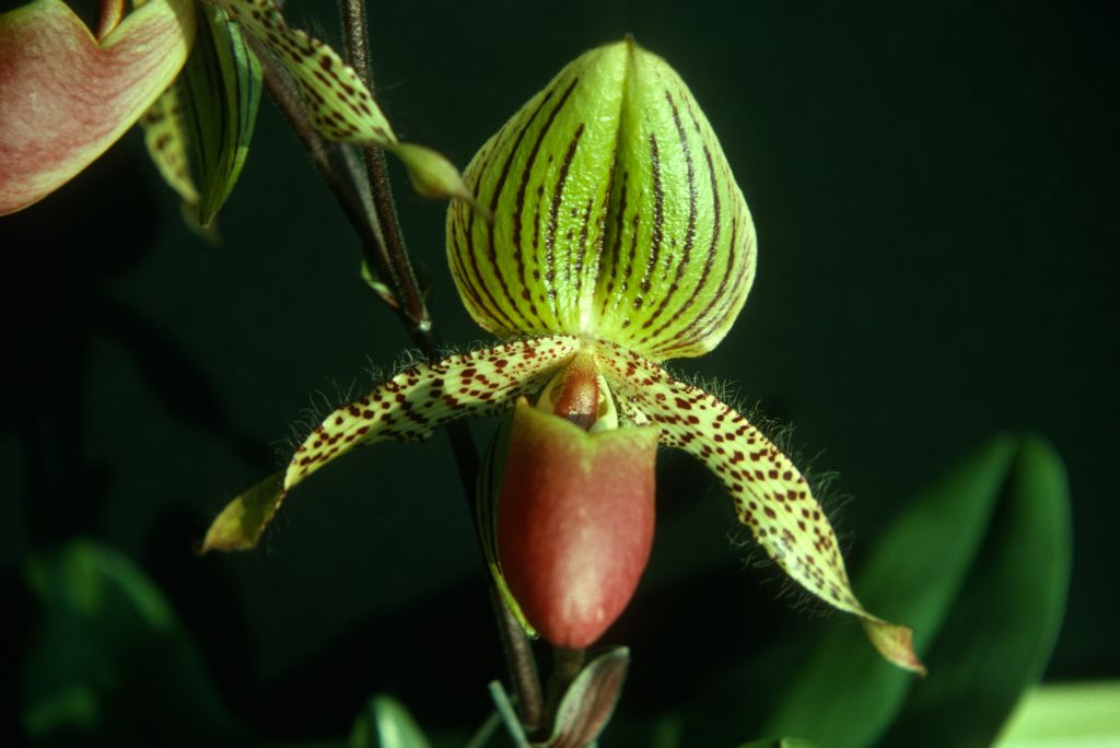 Paphiopedilum Vanguard 'Carimo', Program 2 slide 48, September 1975, roll 197509P7 slide 19