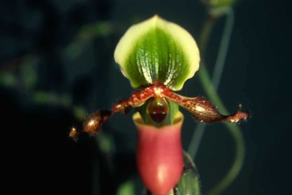 Paphiopedilum Vedanta 'Carimo', Program 2 slide 50, December 1978, roll 197812H5 slide 13