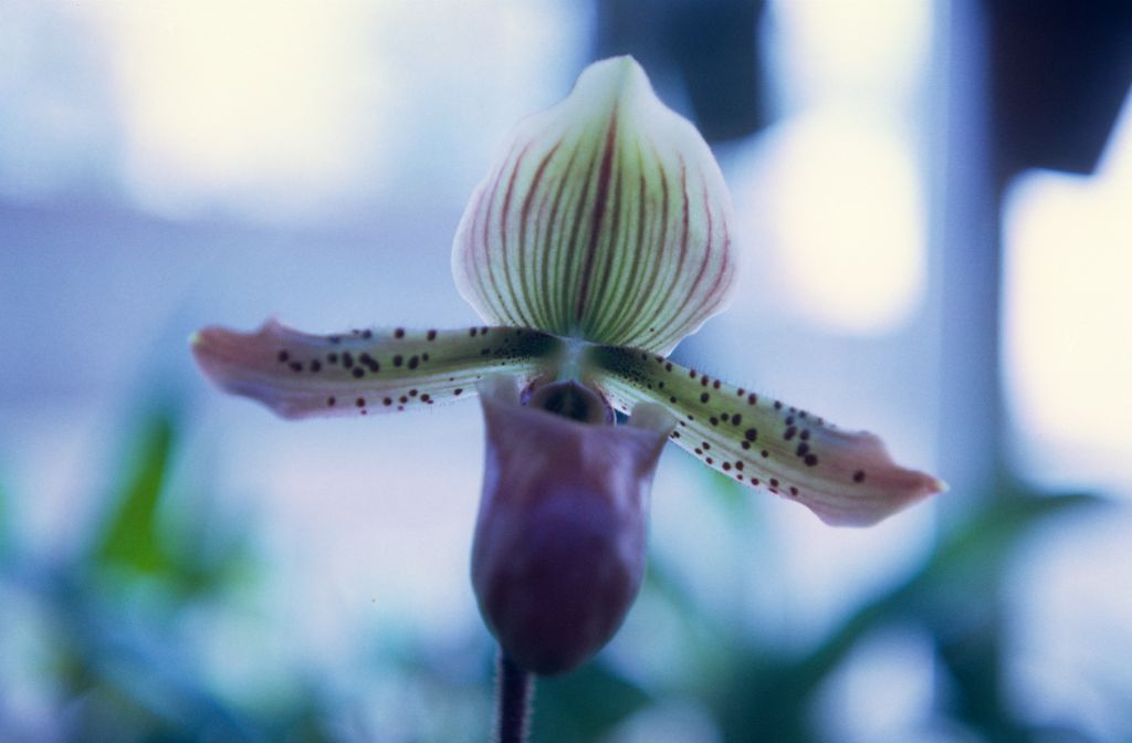Paphiopedilum William Mathews, November 1967, roll 196711H1 slide 7